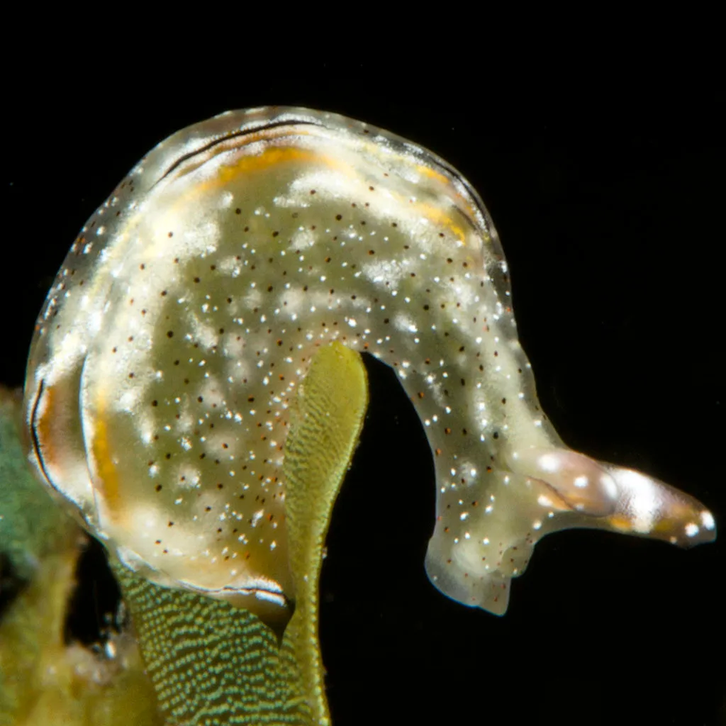 Some animals can chop off their own heads! - Understanding Oceans