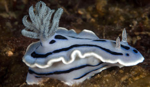 nudibranch images-Chromodoris willani