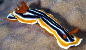 nudibranch images-Chromodoris magnifica
