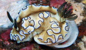 nudibranch images-Doriprismatica atromarginata