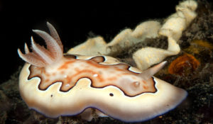 nudibranch images-Goniobranchus coi