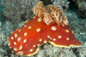 Nudibranch images - Gymnodoris aurita