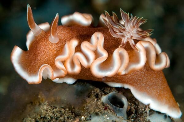 Nudibranch Photo Gallery – Colourful Sea Slugs of the Indo-Pacific