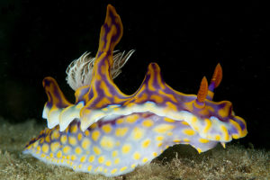 Nudibranch images - Miamira magnifica