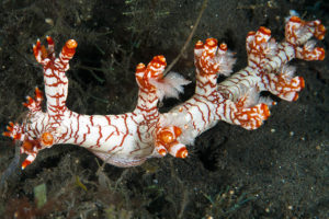 Nudibranch images - Bornella adamsi