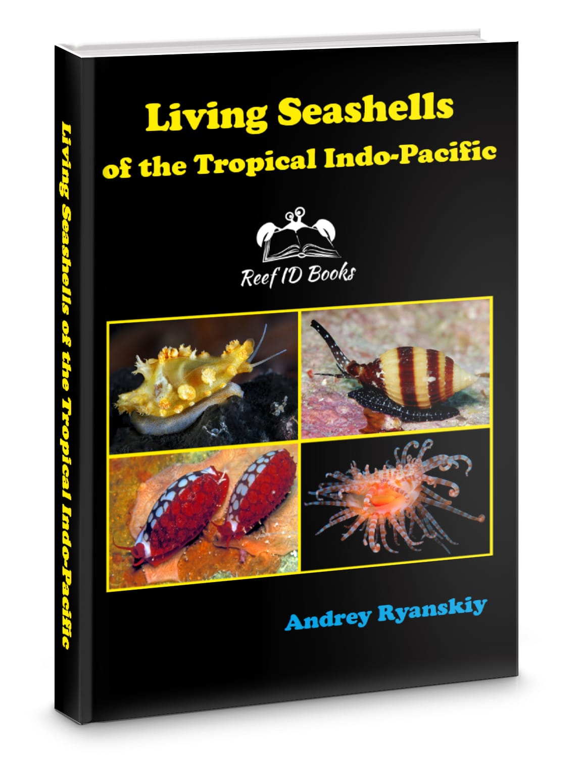 Living Seashells of the Tropical Indo-Pacific – Reef ID Books: photo ...