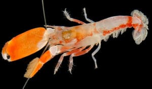 Read more about the article Amazing crustaceans – Shrimp living with Worm