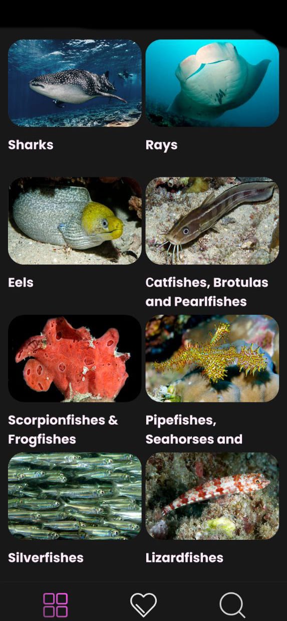 Maldivian Fish Guide – Reef ID Books: photo guides about marine animals