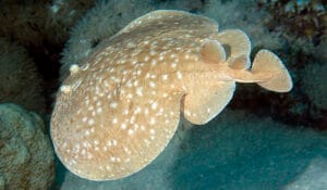 29 Torpedo panthera S21_6207-Marsa Shagra Blackspotted Torpedo Ray
