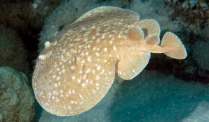 Blackspotted Torpedo Ray
