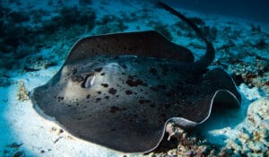 39 Taeniurops meyeni Maldives_24 (53) Round Ribbontail Ray