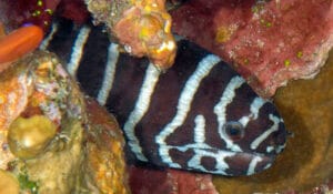 68 Gymnomuraena zebra S21_5753-Mangrove Bay Zebra Moray