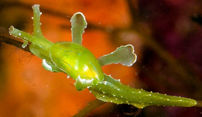 Nudibranch Photo Gallery – Colourful Sea Slugs of the Indo-Pacific