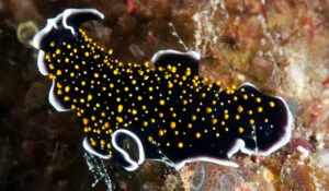 Read more about the article Some Intriguing Facts About Fascinating Ocean Animals Called Flatworms