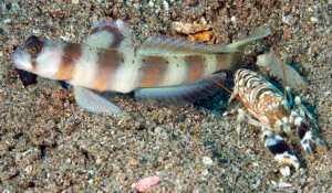 Arcfin Shrimpgoby Fish