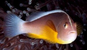 Skunk Anemonefish Skunk Anemonefish