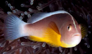 Skunk Anemonefish