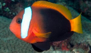 Amphiprion melanopus-pp3 Fire Anemonefish