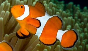 Amphiprion ocellaris-pp Western Anemonefish