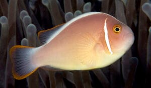 Amphiprion perideraion-pl