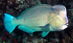 Bolbometopon muricatum-pp1 Humphead Parrotfish