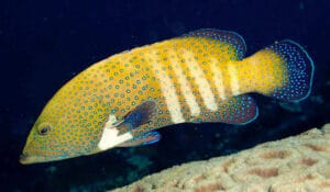 Cephalopholis argus-id Peacock Grouper