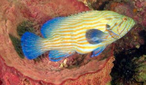 Cephalopholis formosa-pl Bluelined Grouper