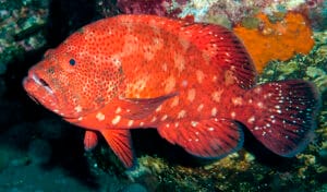 Cephalopholis sonnerati-pp1 Tomato Grouper