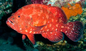 Tomato Grouper