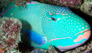 Cetoscarus ocellatus-id1 Spotted Parrotfish