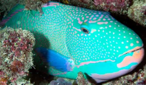 Spotted Parrotfish