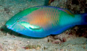 Bower's Parrotfish