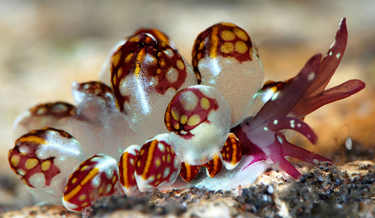 Kikutaro’s Butterfly Sea Slug