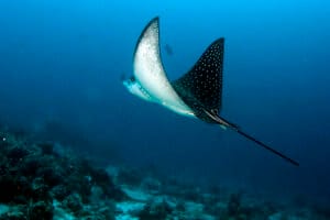 Read more about the article 5 Things You Might not Know About Rays