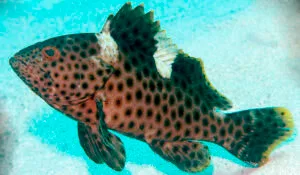 Highfin Grouper