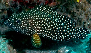 Epinephelus ongus-pp2 White-Streaked Grouper