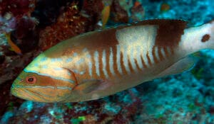 Gracila albomarginata-pp1 Masked Grouper