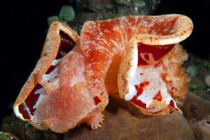 Read more about the article Nudibranch Spanish Dancer – the Most Iconic & Beautiful Sea Creature