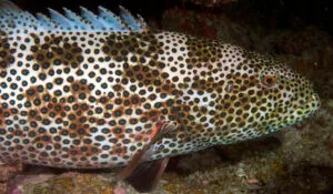 Squaretail Coralgrouper