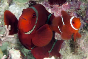 Spinecheek Anemonefish