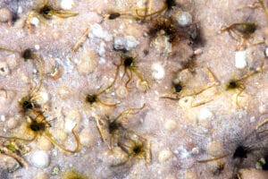 Read more about the article Strange Ocean Animals part 1 – Fringed Worms