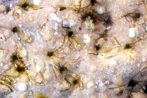 Read more about the article Strange Ocean Animals part 1 – Fringed Worms