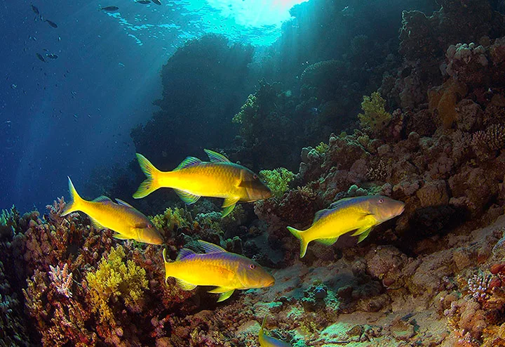 Red Sea Fish Guides for scuba divers and underwater photographers
