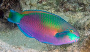 Scarus quoyi_P196614 Quoy's Parrotfish