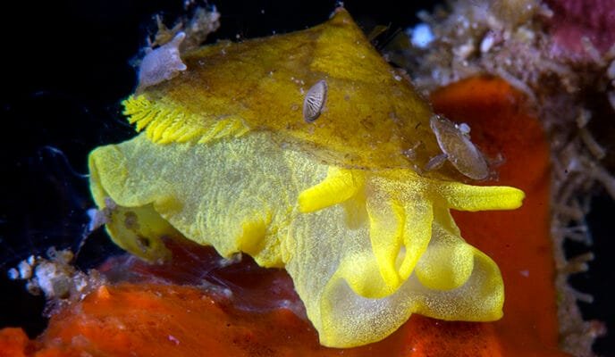 Nudibranch Photo Gallery – Colourful Sea Slugs of the Indo-Pacific