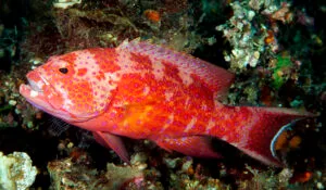 White-Edged Lyretail Grouper