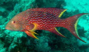 Yellowedged Lyretail Grouper