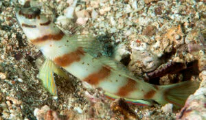 Diagonal Shrimpgoby