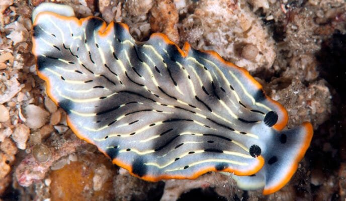 Nudibranch Photo Gallery – Colourful Sea Slugs of the Indo-Pacific