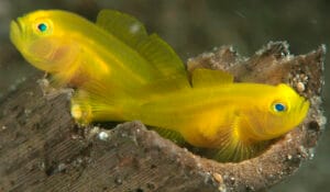 Lubricogobius exiguus-pl Yellow Goby